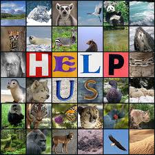  World's Most Endangered Mammals