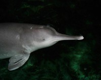 /album/endangered-mammals/jm2-jpg/
