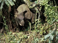/album/endangered-mammals/jm4-jpg/