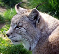 /album/endangered-mammals/iberian-lynx-picture-jpg/