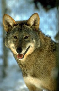 Red Wolf